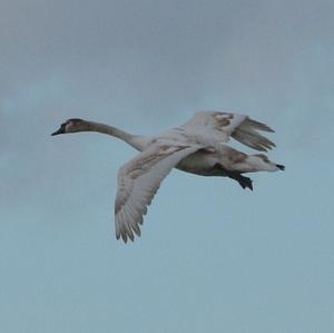 Mute Swan