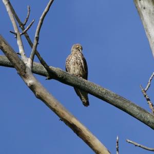 Common Kestrel