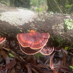 Turkey-tail