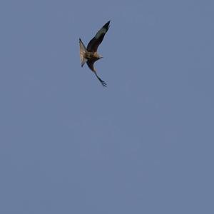 Red Kite