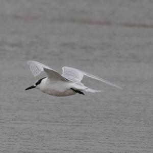 Sandwich Tern