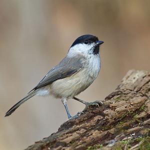 Marsh Tit