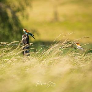 European Bee-eater