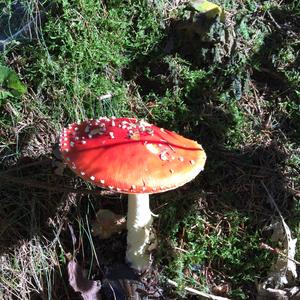 Fly Agaric