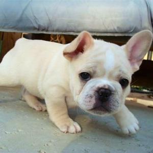 French Bulldog