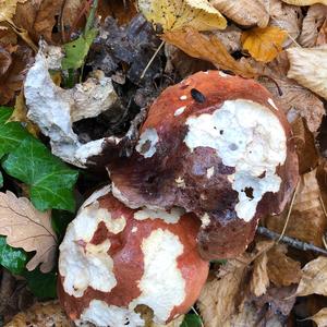 Orange Birch Bolete