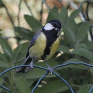 Great Tit