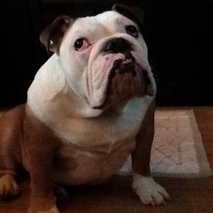 Französische Bulldogge