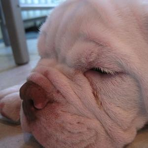 Englische Bulldogge