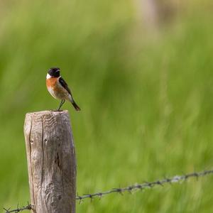 European stonechat