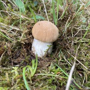 King Bolete