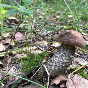 Orange Birch Bolete