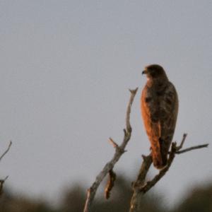 Common Buzzard