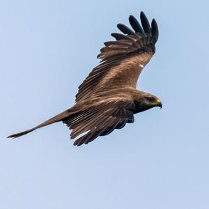 Black Kite