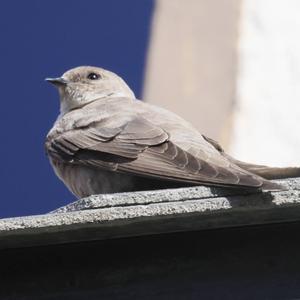 Eurasian Crag-martin