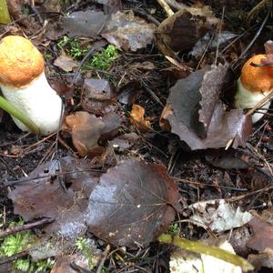 Dotted-stalk Bolete