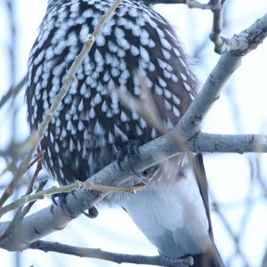 Spotted Nutcracker