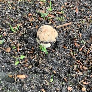 Summer Bolete