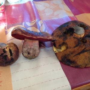 Dotted-stem Bolete