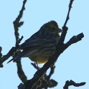 Yellowhammer