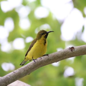 Grünrückennektarvogel