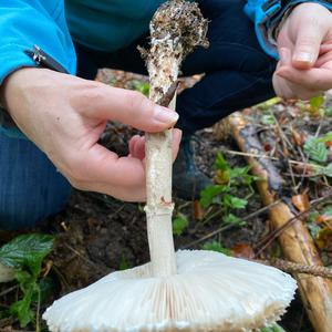 Shaggy Parasol