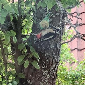 Great Spotted Woodpecker