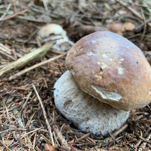 Summer Bolete