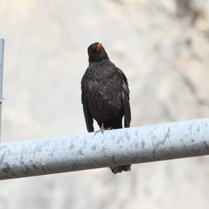 Eurasian Blackbird