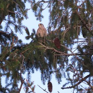 Common Kestrel