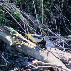 Grey Wagtail