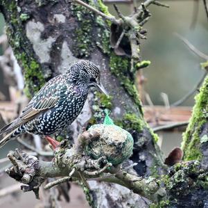 Common Starling