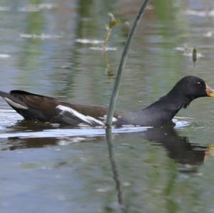 Common Moorhen