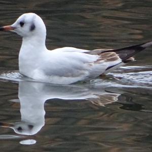 Black-headed Gull