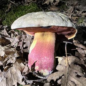 Satan`s Bolete