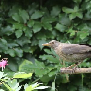 Mistle Thrush