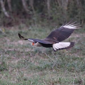 Crested Caracara