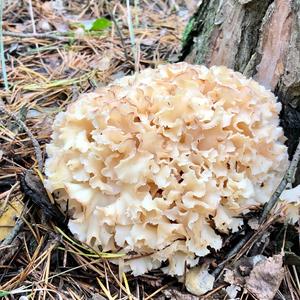 Eastern Cauliflower Mushroom