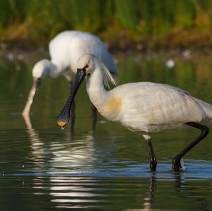 Eurasian Spoonbill