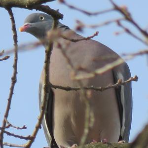 Common Wood-pigeon