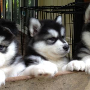 Alaskan Malamute