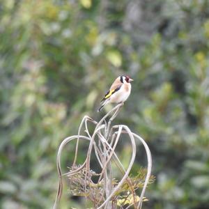 European Goldfinch