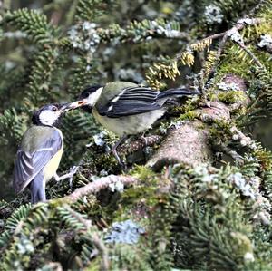 Great Tit