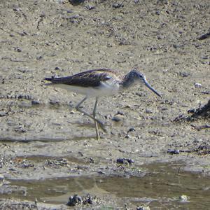 Common Greenshank