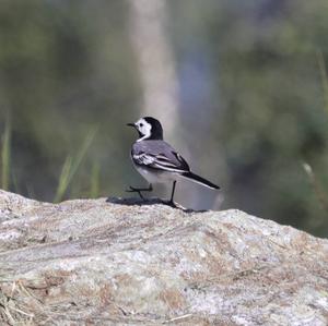 White Wagtail