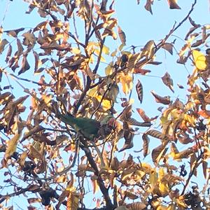 Alexandrine Parakeet