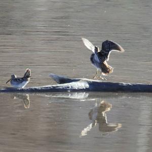 Common Snipe