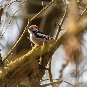 Middle Spotted Woodpecker