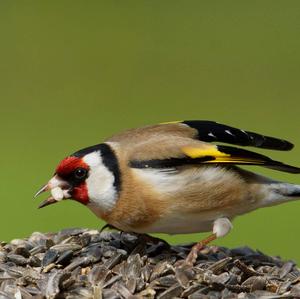 European Goldfinch