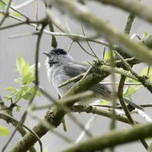 Blackcap